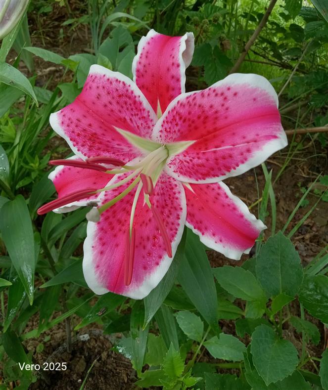 PERFECTION PERSONIFIED