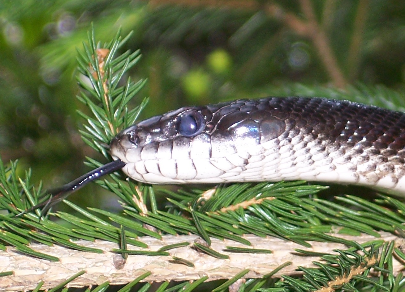 Snak With SNAKY FRIENDS –