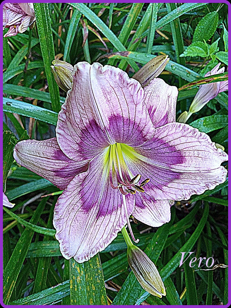 DAILY DAYLILY